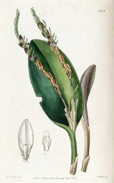 Acianthera saurocephala by Miss Drake